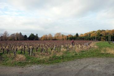 Iconographie - Henri de Cayeux taillant sa vigne