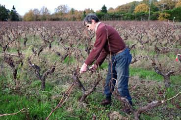 Iconographie - Henri de Cayeux taillant sa vigne