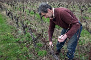 Iconographie - Henri de Cayeux taillant sa vigne