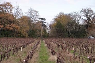 Iconographie - Vigne d'Henri de Cayeux