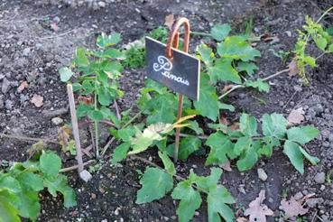 Iconographie - Potager de La Chabotterie - Panais