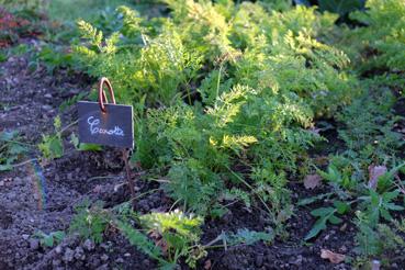 Iconographie - Potager de La Chabotterie - Carottes