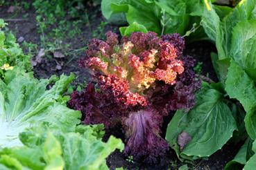 Iconographie - Potager de La Chabotterie - Salade rouge