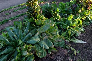 Iconographie - Potager de La Chabotterie - légume