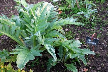 Iconographie - Potager de La Chabotterie - Cardon