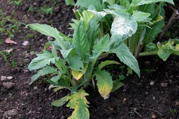 Iconographie - Potager de La Chabotterie - Cardon