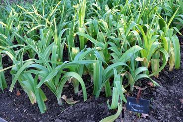 Iconographie - Potager de La Chabotterie - Poireau jaune