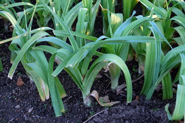 Iconographie - Potager de La Chabotterie - Poireau jaune