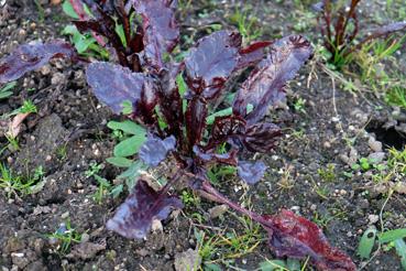 Iconographie - Potager de La Chabotterie - légume