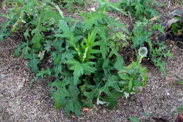 Iconographie - Potager de La Chabotterie - légume