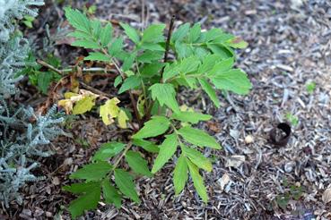 Iconographie - Potager de La Chabotterie - légume