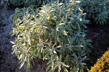 Iconographie - Potager de La Chabotterie - légume