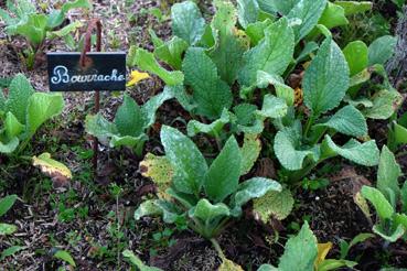 Iconographie - Potager de La Chabotterie - Bourrache