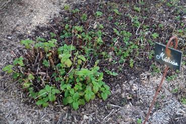 Iconographie - Potager de La Chabotterie - Mélisse