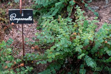 Iconographie - Potager de La Chabotterie - Pimprenelle