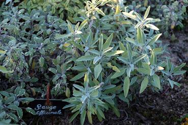 Iconographie - Potager de La Chabotterie - Sauge officinale