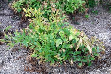 Iconographie - Potager de La Chabotterie - Céléris perpétuel