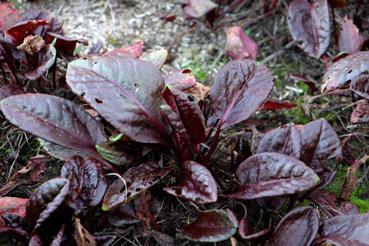 Iconographie - Potager de La Chabotterie - Oseille pourpre