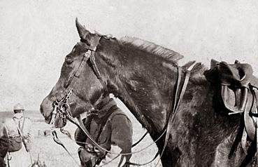Iconographie - Aston, cheval du lieutenant Edourad Café