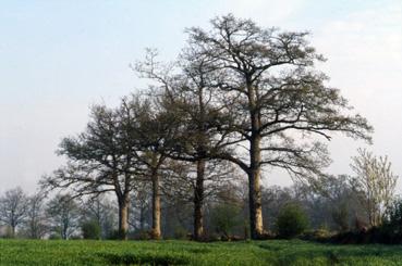 Iconographie - Chênes champêtres