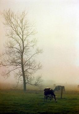 Iconographie - Brume sur le marais