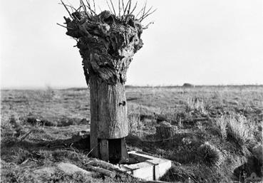 Iconographie - Camouflage d'un poste d'observation dans un arbre