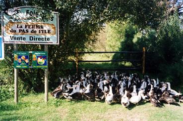 Iconographie - Canards mûlards à la ferme du Pas de l'Île