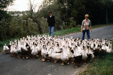 Iconographie - Canards mûlards à la ferme du Pas de l'Île