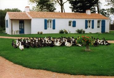 Iconographie - Canards mûlards à la ferme du Pas de l'Île