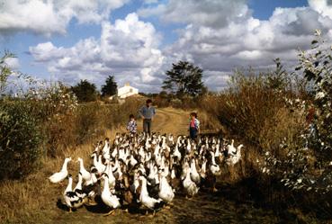 Iconographie - La transhumance des canards mûlards