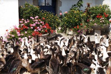 Iconographie - Canards mûlards à la ferme du Pas de l'Île