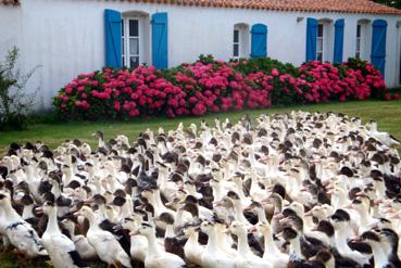 Iconographie - Les canards à la Ferme du Pas de l'île