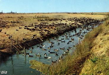 Iconographie - Au pays de Monts - L'élevage des canards