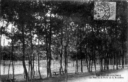 Iconographie - Les pins de la forêt de la Rudelière