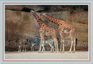 Iconographie - Couple de girafes et leur petits zèbres