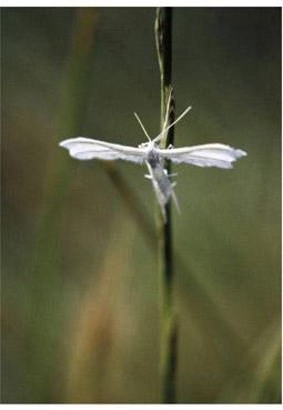 Iconographie - Insecte en croix