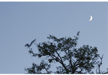Iconographie - la lune et l'oiseau
