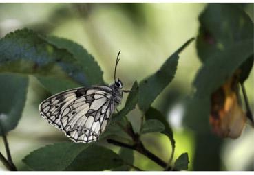 Iconographie - Papillon Demi-deuil