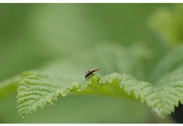 Iconographie - Univers vert