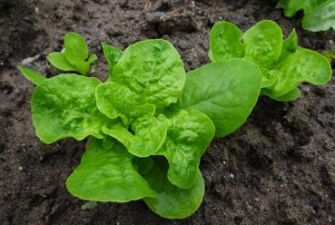 Iconographie - Jeune salade de variété Belle de mai