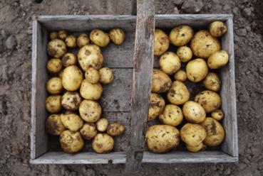 Iconographie - Récoltes de pommes de terre
