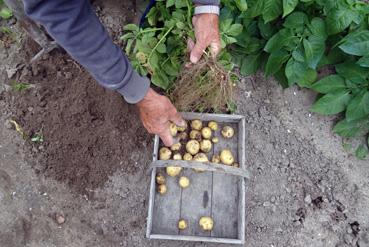 Iconographie - Pommes de terre de varité Bonnotte ou Bounette