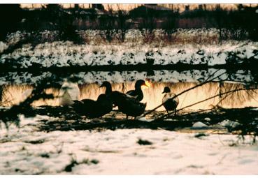 Iconographie - Un froid de canards