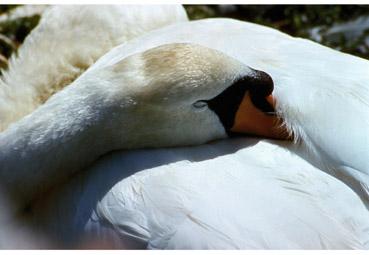 Iconographie - Le sommeil du cygne