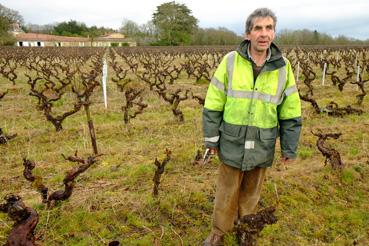 Iconographie - Henri de Cayeux taillant sa vigne