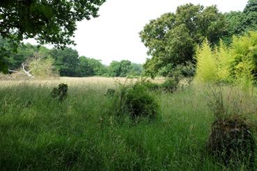 Iconographie - Patrimoine floristique - Parc des Jahardières