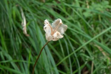 Iconographie - La prairie aux orchidées - Fritillaire pintade