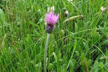 Iconographie - La prairie aux orchidées - Cirse d'Angleterre