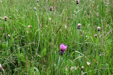 Iconographie - La prairie aux orchidées - Cirse d'Angleterre