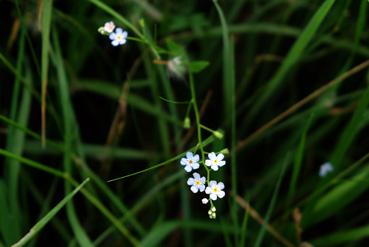 Iconographie - La prairie aux orchidées - Myosotis des marais